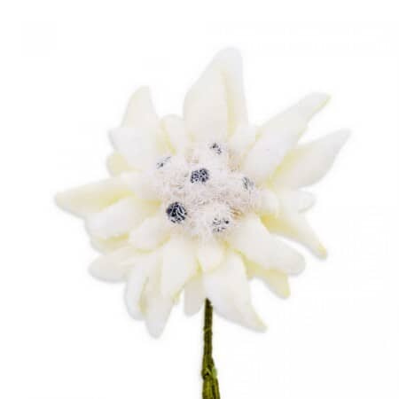 Boutonnière Edelweiss sur fond blanc