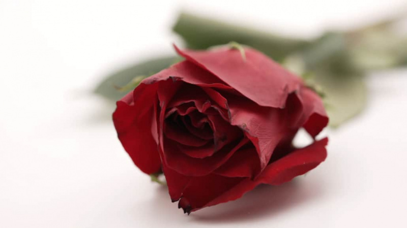 Une rose rouge naturelle sur une table.