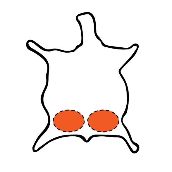 Ilustrace koňské kůže znázorňující umístění kordovanových částí zadku