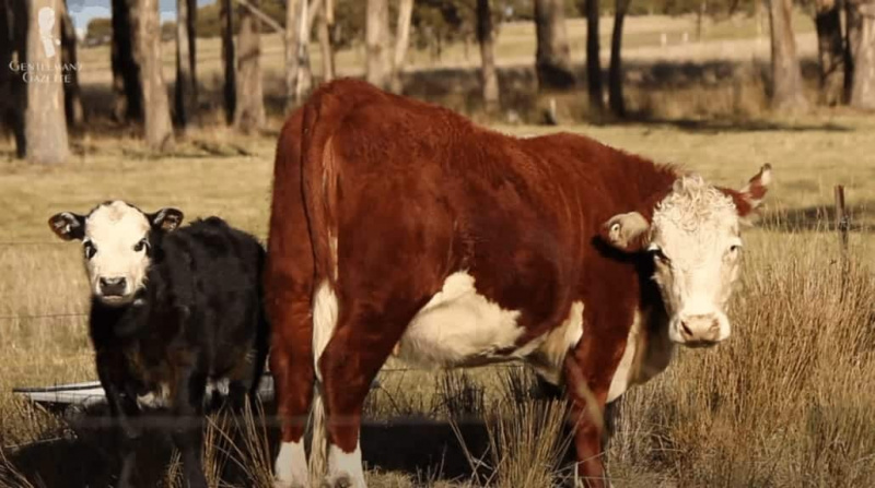 Couros de vaca não são ideais para luvas - eles são muito rígidos e grossos!