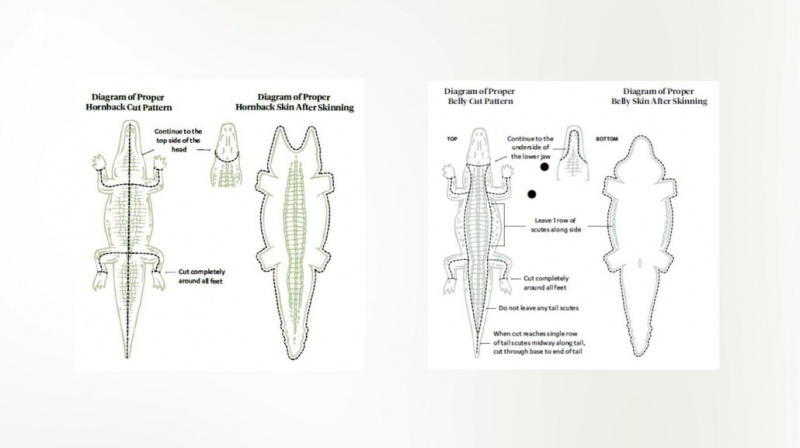 Schéma správného stahování kůže z rohovce (vlevo) a schéma správného stahování kůže z břicha (vpravo) [Image Credit: American Tanning & Leather LLC]