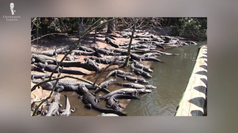 Aligátoři v zoologickém parku St. Augustine Alligator Farm na Floridě [Image Credit: uživatel YouTube jazzbo43]