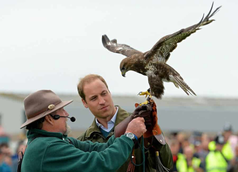 Prince William inspectant un faucon