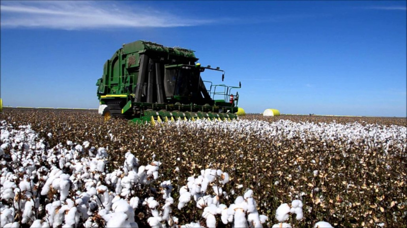Récolte mécanique du coton australien