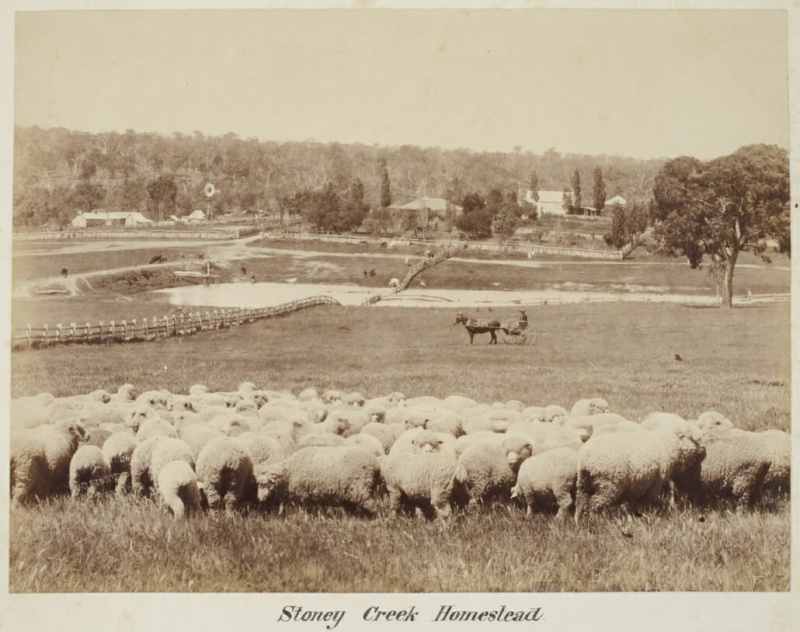 stazione di pecore australiane