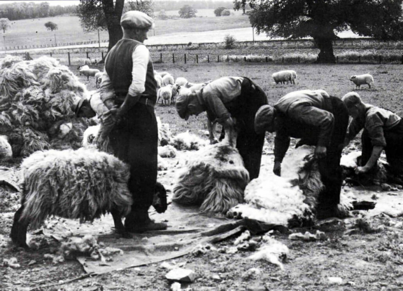 Stříhání ovcí ručně