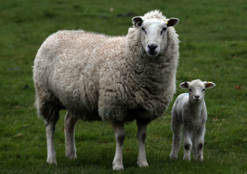 Le pecore producono la maggior parte del mondo