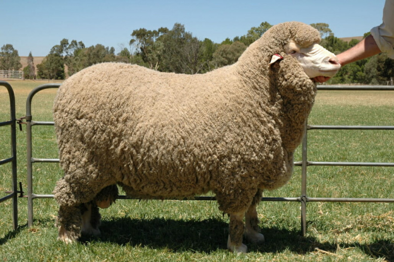 Мерино овце