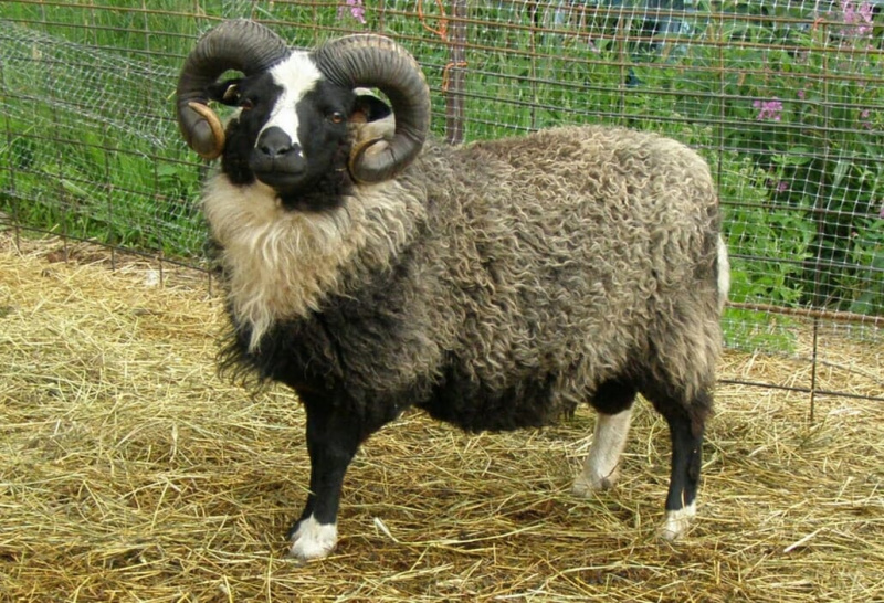 Shetlandské ovce