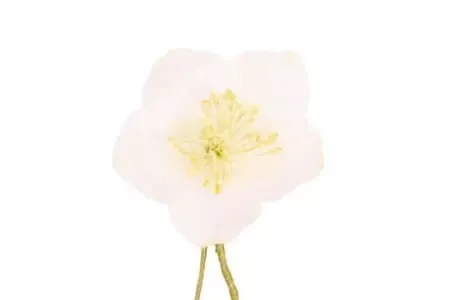 Bílá vánoční růže Boutonniere knoflíková dírka květina Fort Belvedere
