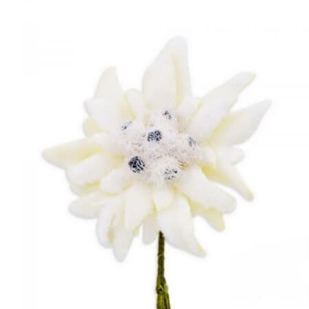 Veludo Edelweiss Boutonniere Buttonhole Flor Fort Belvedere