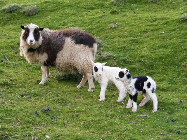 Шетландске овце