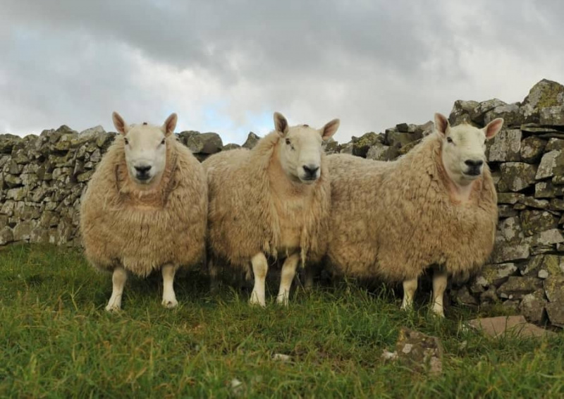 Cheviot-lammas