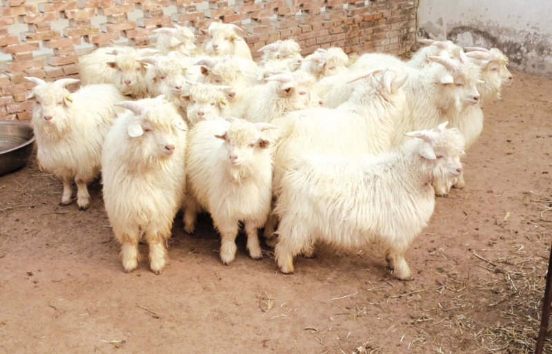 Кашмирске козе
