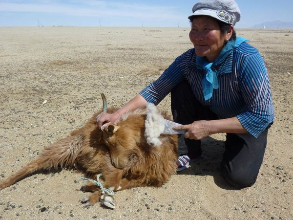 Česání kašmírových vláken v Mongolsku