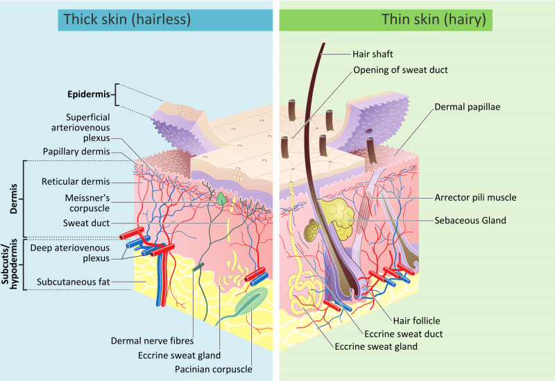 Um diagrama anatômico simplificado da pele, mostrando a localização das glândulas sudoríparas écrinas, bem como os poros externos.