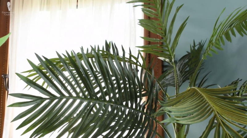 Zelené listy palmy dodají svěžest každé místnosti.