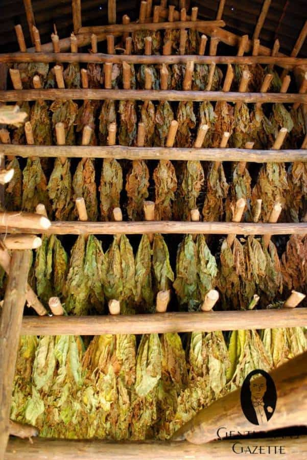 Sušárna tabáku s nejčerstvějšími listy na dně