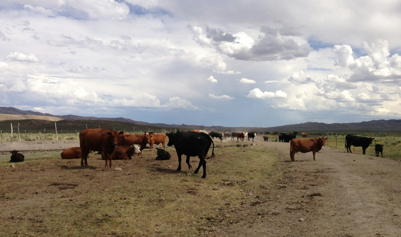 Dobytek na ranči poblíž Elko, Nevada, USA.