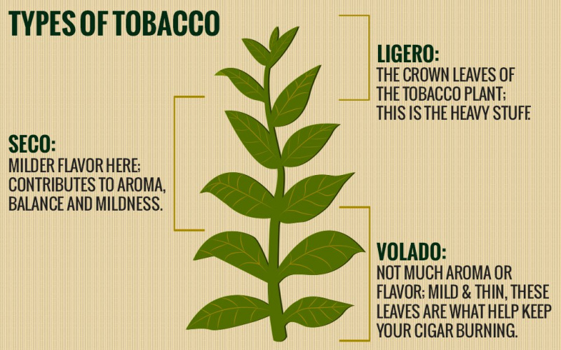 Folhas de tabaco e seus papéis