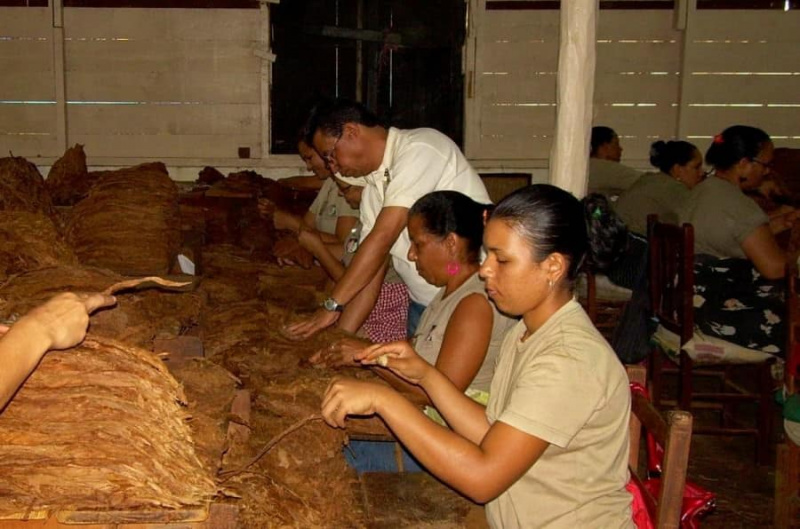 Fabrication de cigares en République dominicaine