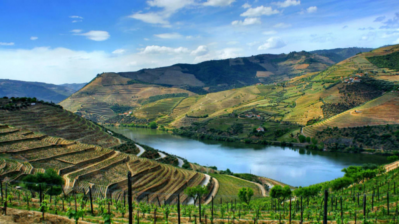 Břehy řeky Douro a její vinice v terasách